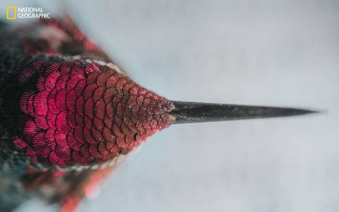    National Geographic 2016 (49 )