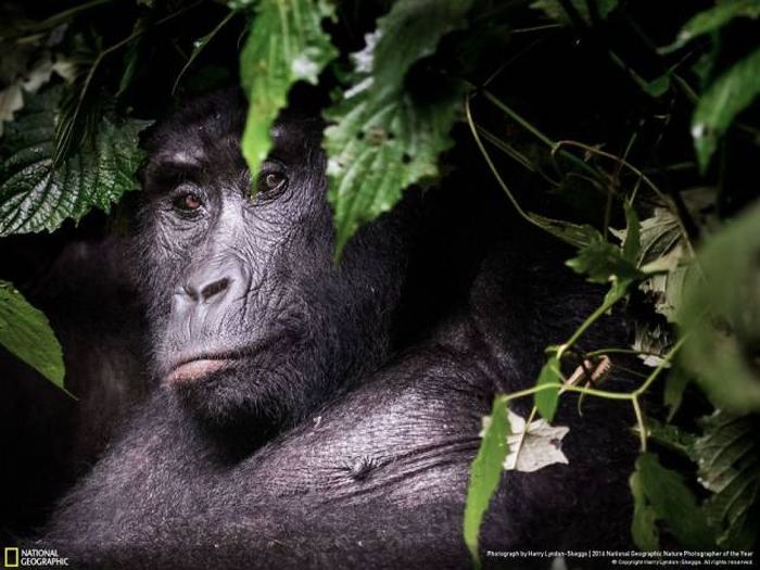    National Geographic 2016 (49 )