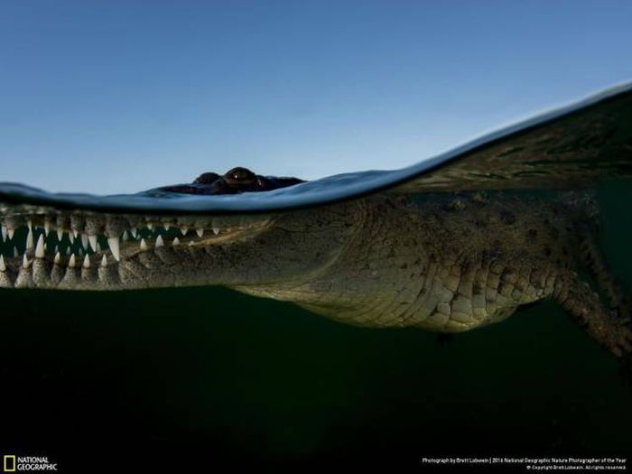    National Geographic 2016 (49 )