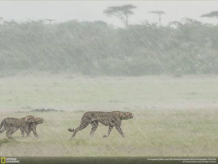    National Geographic 2016 (49 )
