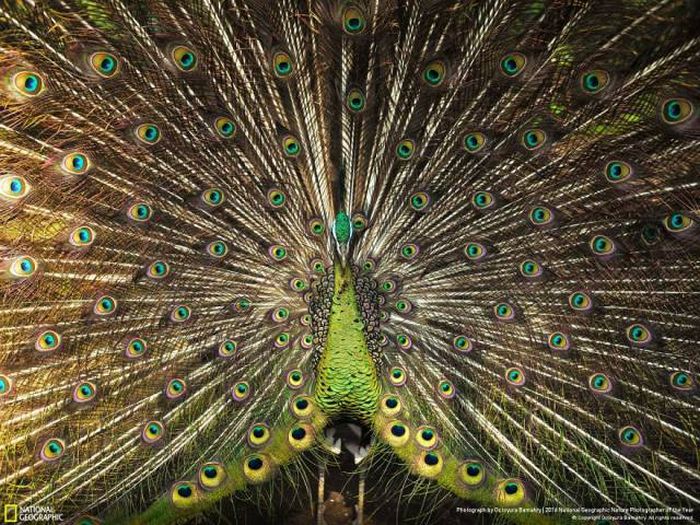    National Geographic 2016 (49 )