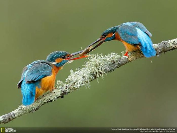    National Geographic 2016 (49 )