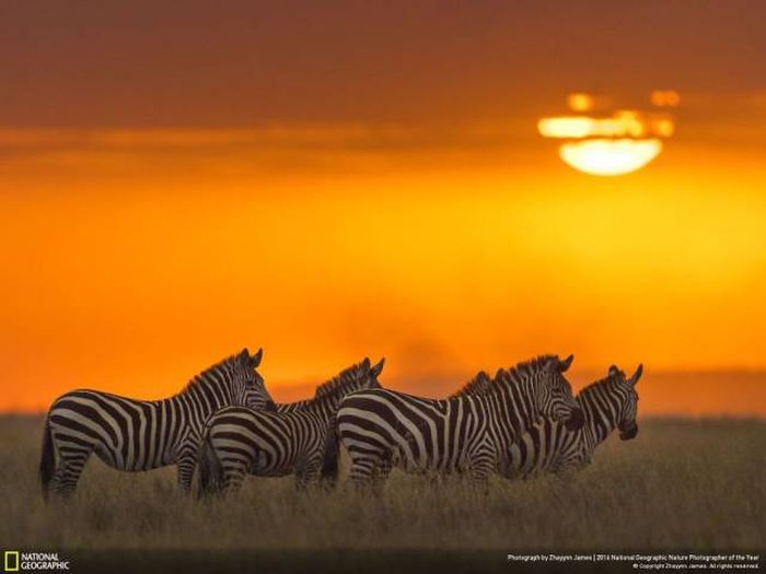    National Geographic 2016 (49 )