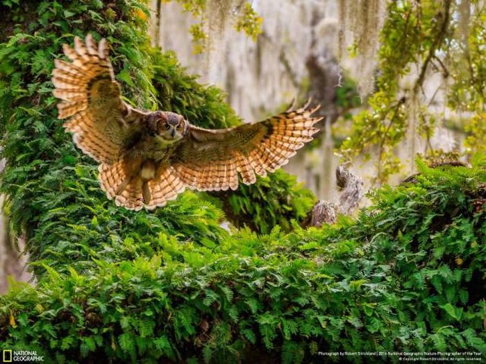    National Geographic 2016 (49 )