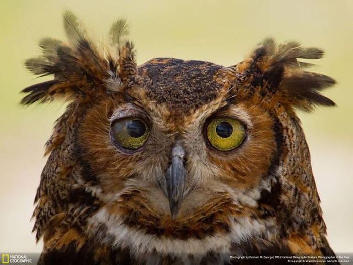    National Geographic 2016 (49 )