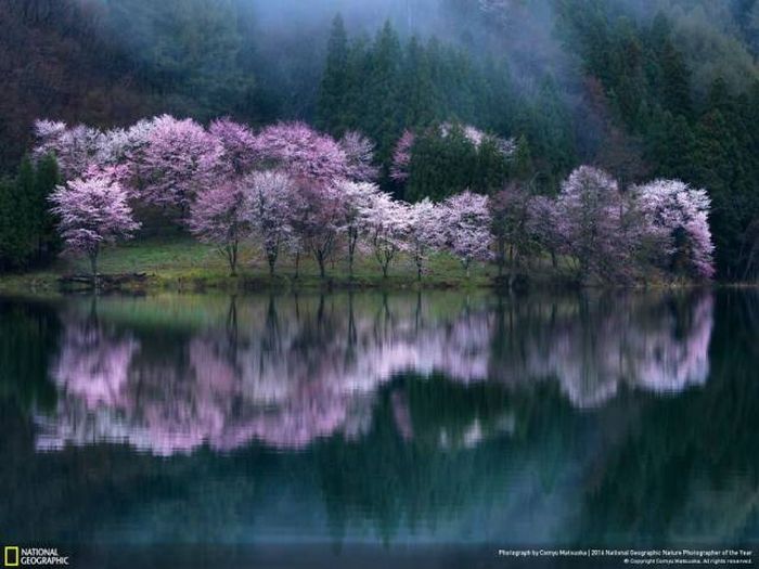    National Geographic 2016 (49 )