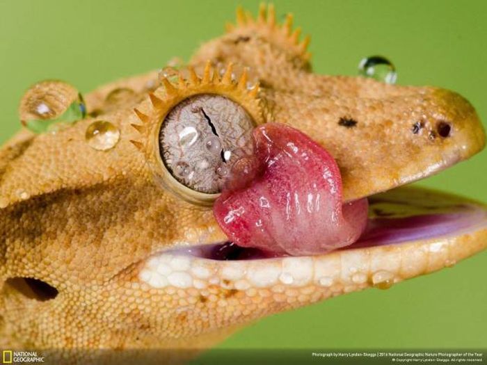    National Geographic 2016 (49 )