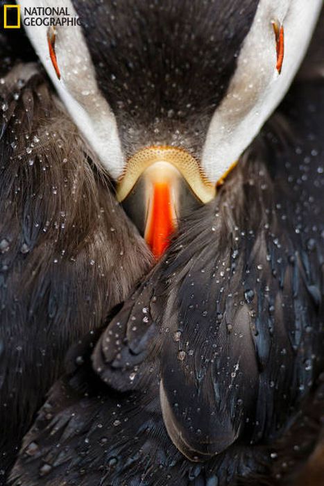    National Geographic 2016 (49 )