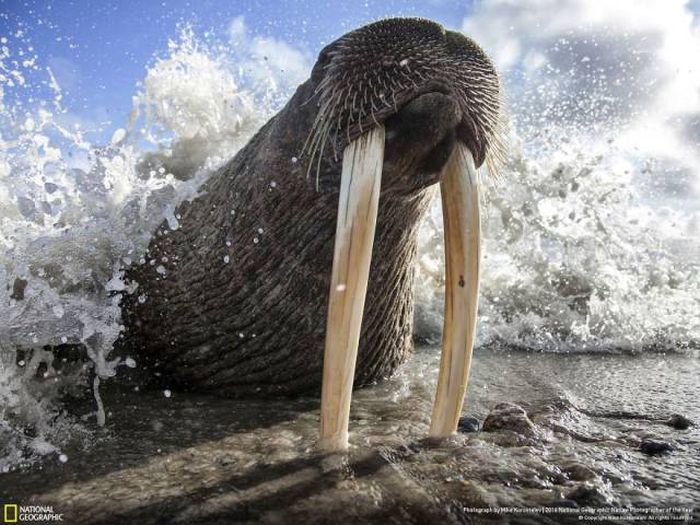    National Geographic 2016 (49 )