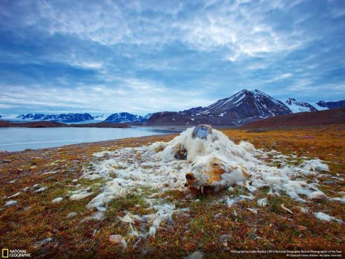    National Geographic 2016 (49 )