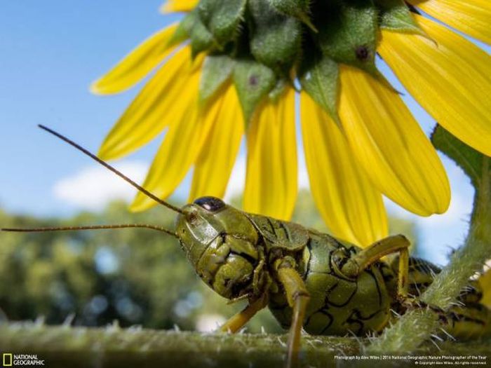    National Geographic 2016 (49 )
