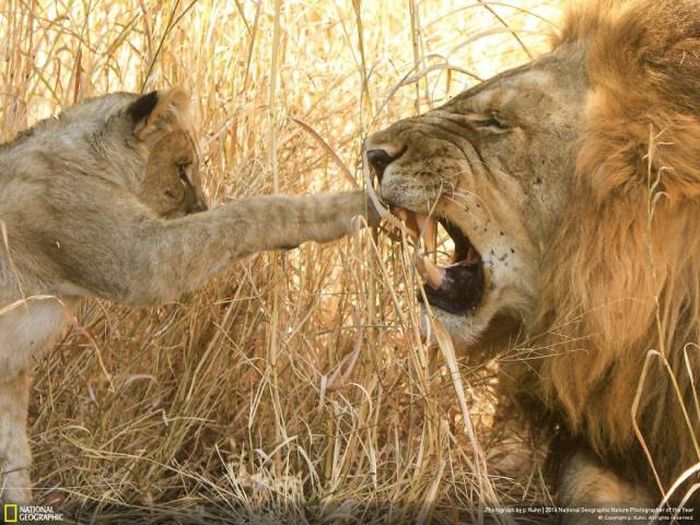    National Geographic 2016 (49 )