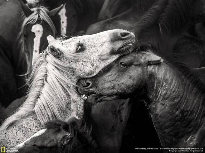    National Geographic 2016 (49 )