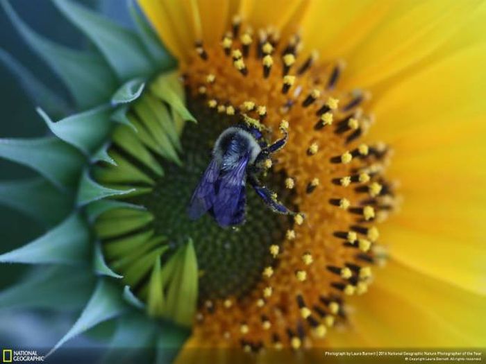    National Geographic 2016 (49 )
