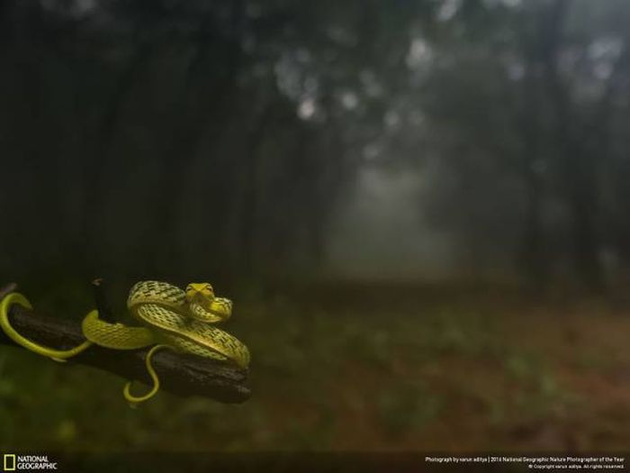    National Geographic 2016 (49 )