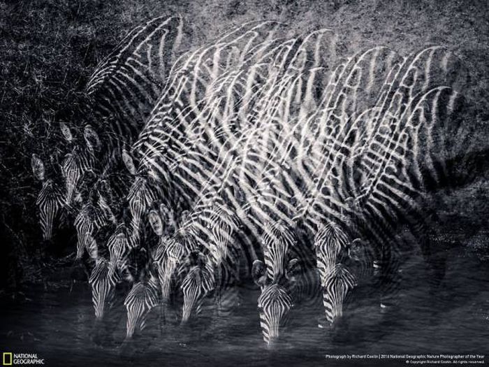    National Geographic 2016 (49 )