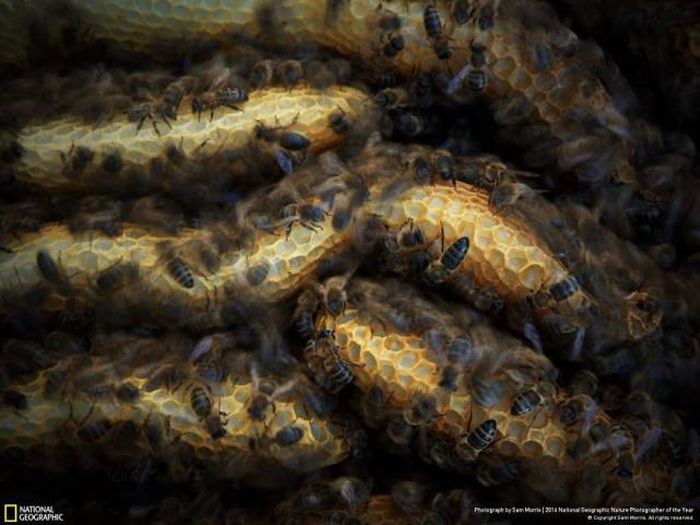    National Geographic 2016 (49 )