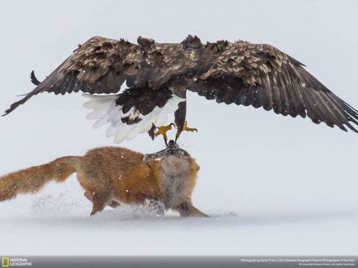    National Geographic 2016 (49 )