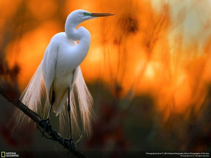    National Geographic 2016 (49 )