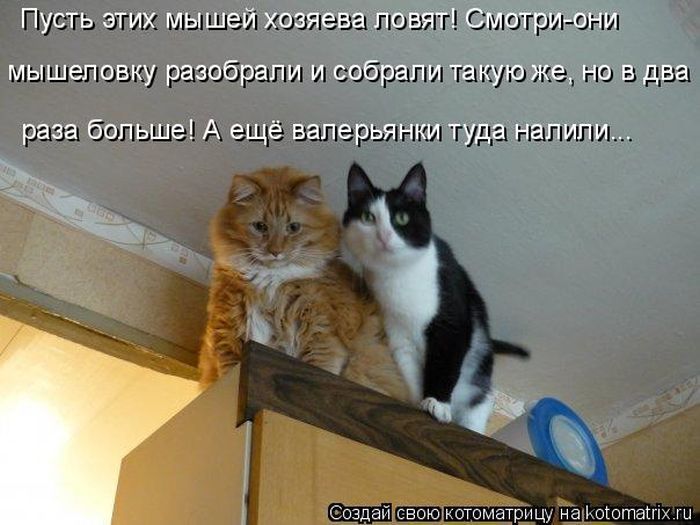 Наши домашние любимцы (50 фото) Наши домашние любимцы (50 фото)