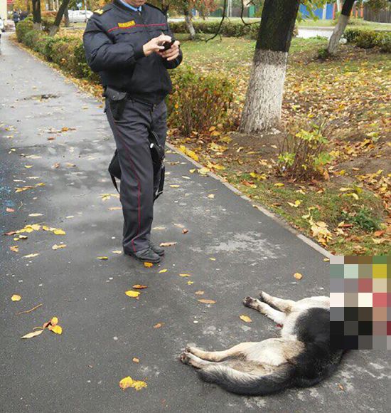 Милиционер воспользовался оружием, чтобы спастись от собаки (3 фото) Милиционер воспользовался оружием, чтобы спастись от собаки (3 фото)
