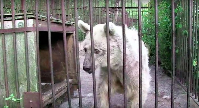 Медведица 30 лет ждала от людей человеческого отношения (11 фото) Медведица 30 лет ждала от людей человеческого отношения (11 фото)