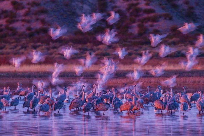      Wildlife Photographer 2016 (24 )