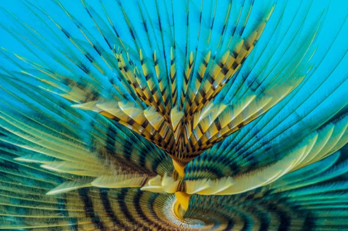      Wildlife Photographer 2016 (24 )