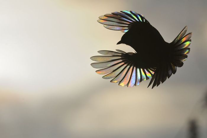      Wildlife Photographer 2016 (24 )