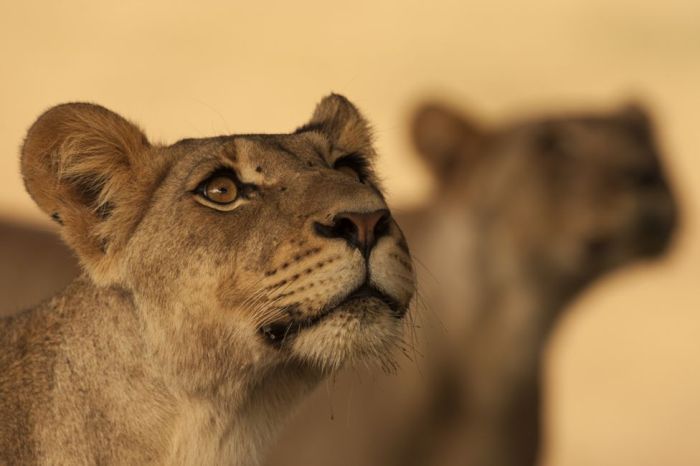      Wildlife Photographer 2016 (24 )