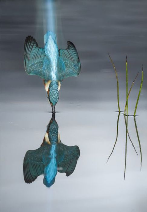      Wildlife Photographer 2016 (24 )