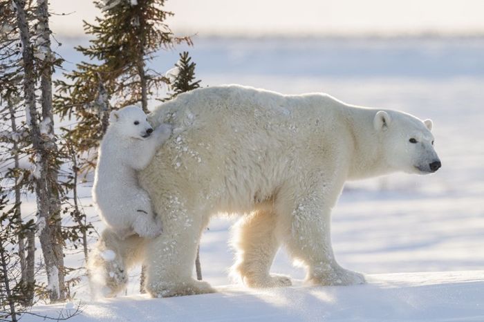      Wildlife Photographer 2016 (24 )