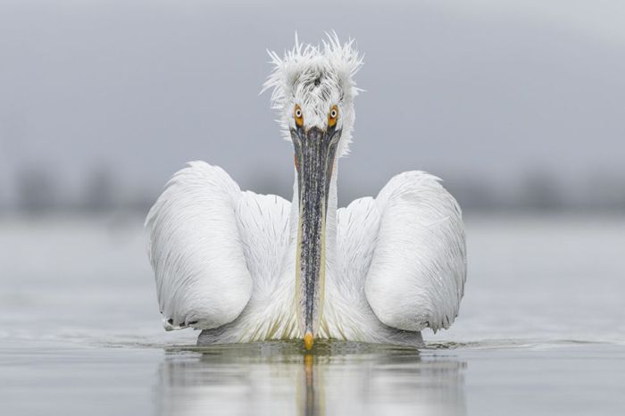      Wildlife Photographer 2016 (24 )