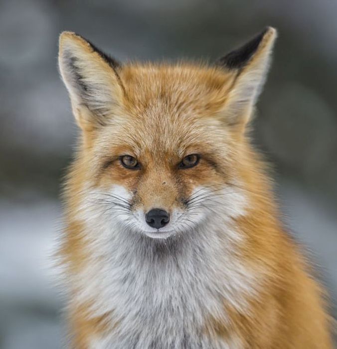      Wildlife Photographer 2016 (24 )