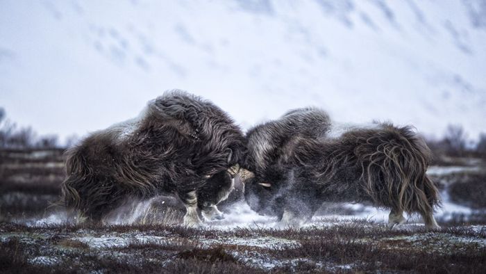      Wildlife Photographer 2016 (24 )
