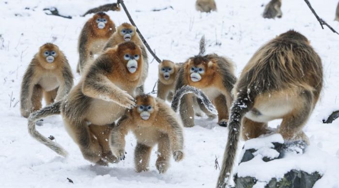      Wildlife Photographer 2016 (24 )