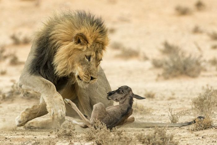      Wildlife Photographer 2016 (24 )