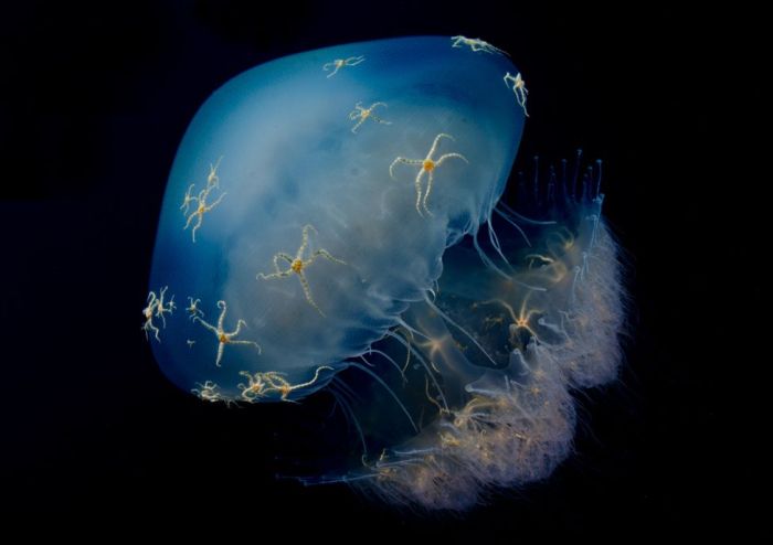      Wildlife Photographer 2016 (24 )