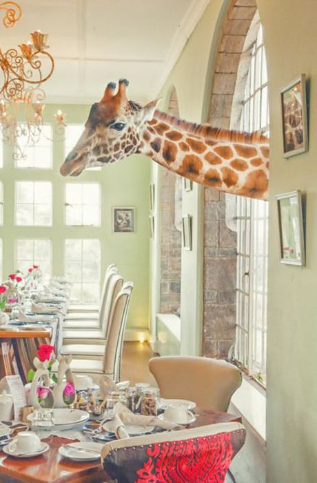      Wildlife Photographer 2016 (24 )