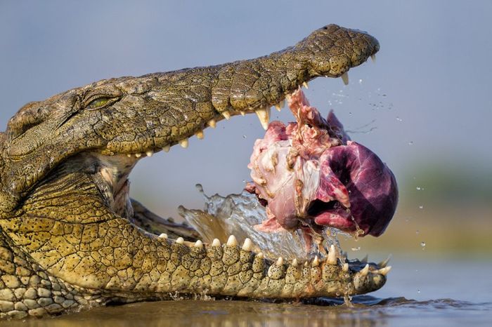      Wildlife Photographer 2016 (24 )