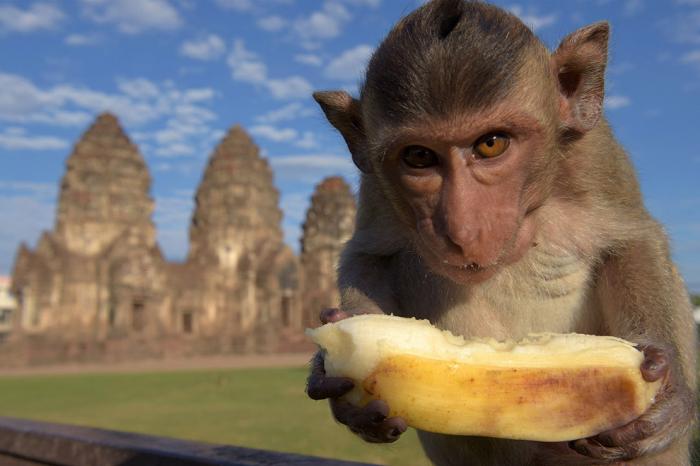 Monkey Buffet Festival:    (22 )