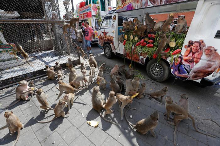 Monkey Buffet Festival:    (22 )