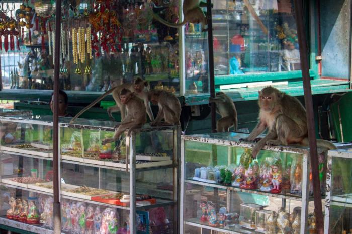 Monkey Buffet Festival:    (22 )