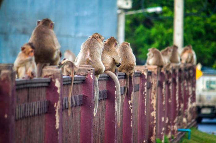 Monkey Buffet Festival:    (22 )