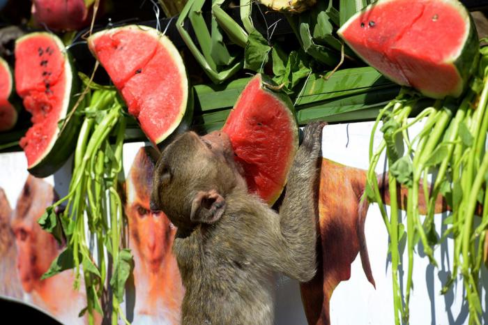 Monkey Buffet Festival:    (22 )