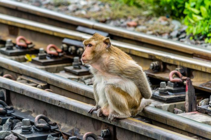 Monkey Buffet Festival:    (22 )