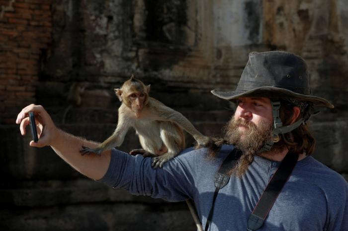 Monkey Buffet Festival:    (22 )