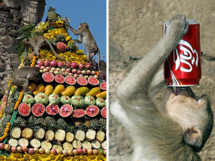Monkey Buffet Festival:    (22 )