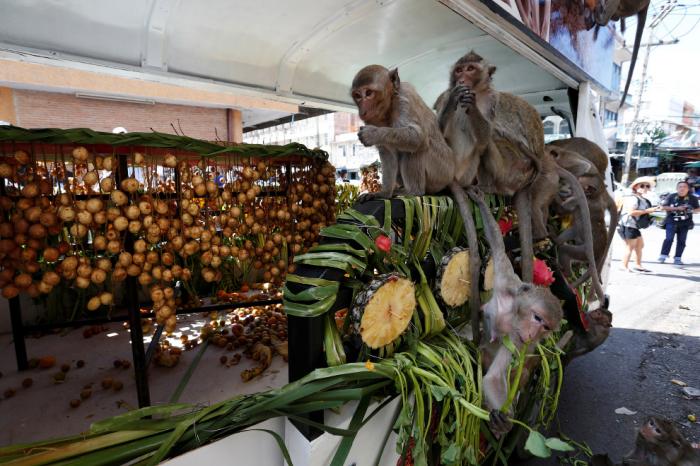 Monkey Buffet Festival:    (22 )