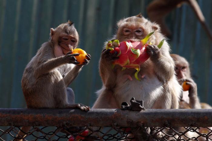 Monkey Buffet Festival: пир для обезьян (22 фото) Monkey Buffet Festival: пир для обезьян (22 фото)